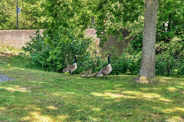 Medium property photo - Alexine Tinnepad 19, 2553 TR Den Haag